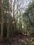 inside forest sunny beam trees green path woodland nature