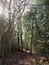 inside forest sunny beam trees green path woodland nature