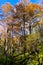 Inside forests of Djerdap national park on a fall sunny day