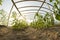 Inside greenhouse