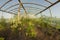 Inside greenhouse