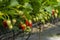 Inside a greenhouse with full rows of strawberry plants cultivated on a farm where lush foliage abounds. The air is thick with