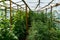 Inside the greenhouse. Home greenhouse made of polypropylene for growing cucumbers and tomatoes