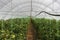 Inside of the greenhouse tomato farm