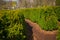 Inside a hegde maze in a park