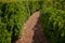 Inside a hegde maze in a park...