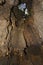 Inside hollow trunk of Old Electric Oak