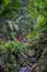 Inside jungle forest / rainforest landscape