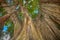 Inside A Large, Semi Circular Banyan Tree