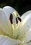 Inside a lily. Macro of white lily stamens