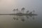 Inside the mist, there are pine trees in the middle of the lake, the slender way of life of the trees in the big lake,