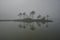 Inside the mist, there are pine trees in the middle of the lake, the slender way of life of the trees in the big lake,