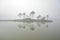 Inside the mist, there are pine trees in the middle of the lake, the slender way of life of the trees in the big lake,