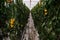 Inside a modern greenhouse, sweet bell pepper is grown. You can see rows of planted peppers with yellow fruits