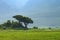 Inside Ngorongoro crater in Tanzania