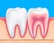 Inside and outside of tooth with gums.