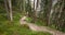 Inside a peaceful forest in a cloudy day, no people around