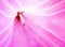 Inside a pink flower macro closeup background