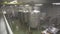 Inside plant for production of dairy products panoramic view.