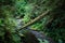 Inside the Rainforest: Hoh and Quinault national forest landscapes: mossy covering al lthe tree branches