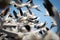 Inside the Snow Geese Flock