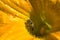 The inside of squash flower and a honeybee