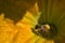 The inside of squash flower and a honeybee