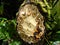 Inside tree fern Dicksonia sellowiana
