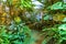 Inside a tropical greenhouse. Botanical Garden of Moscow State University, Russia