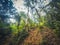 Inside tropical jungle, inside forest, rainforest landscape