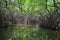 Inside the tropical mangrove forest , Madu river