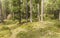 Inside a typical forest of the Italian Alps