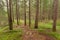 Inside a typical forest of the Italian Alps