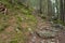 Inside a typical forest of the Italian Alps