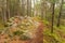 Inside a typical forest of the Italian Alps a path brings you long the woods