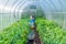 Inside of urban green house. Growing organic vegetables. Urban f