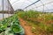 Inside view greenhouse. Angola. Cabinda.