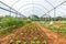 Inside view greenhouse. Angola. Cabinda.