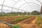 Inside view greenhouse. Angola. Cabinda.