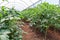 Inside view greenhouse. Angola. Cabinda.