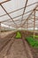 Inside view greenhouse. Angola. Cabinda.