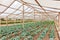 Inside view greenhouse. Angola. Cabinda.