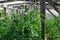 Inside View of Greenhouse with Tomato Plants at Countryside