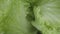 Inside view of a head of iceberg salad with juicy green leaves. Leafy lettuce with curly fresh leaves in macro shot. Wet