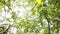 Inside view of a walnut tree with wind in fresh foliage beautiful light