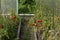 Inside the village greenhouse red ripe tomatoes