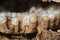 Inside a wasp nest showing hexagonal structure and eggs.