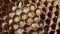 Inside a wasp nest showing hexagonal structure and eggs.