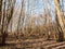 inside wood with many tree bare trunks tall forest woodland