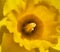 Inside yellow narcissus flower